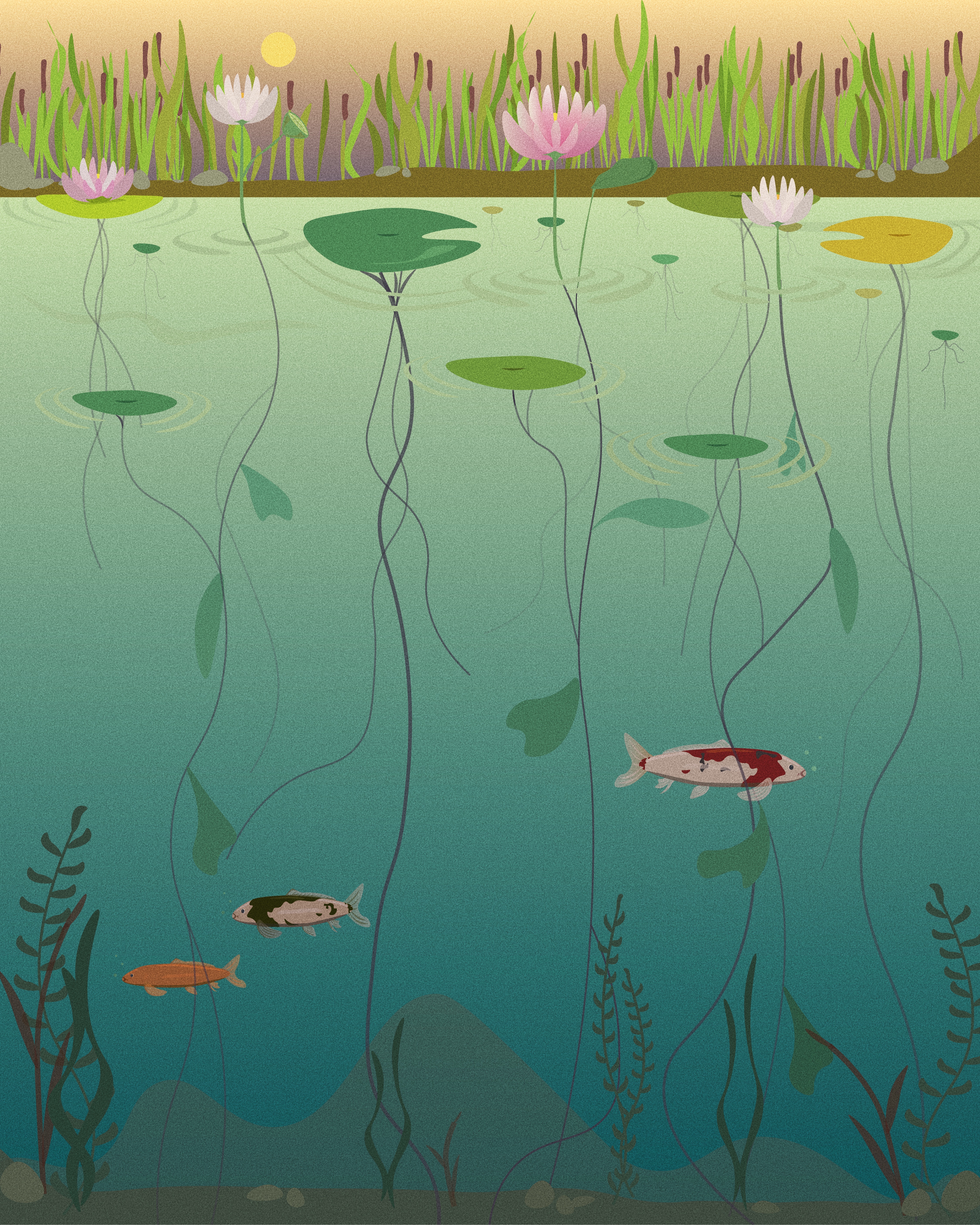 digital drawing of a marsh at sunset with lotuses and koi